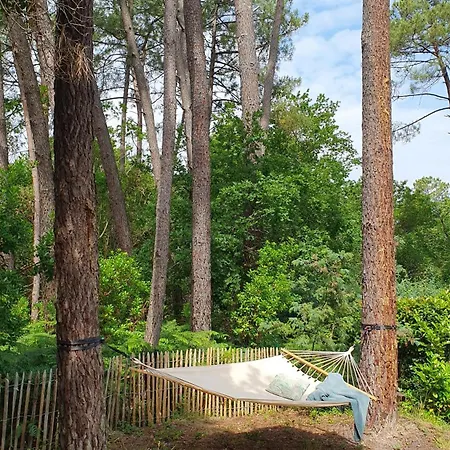 Au Bord Du Et Sous Les Pins *